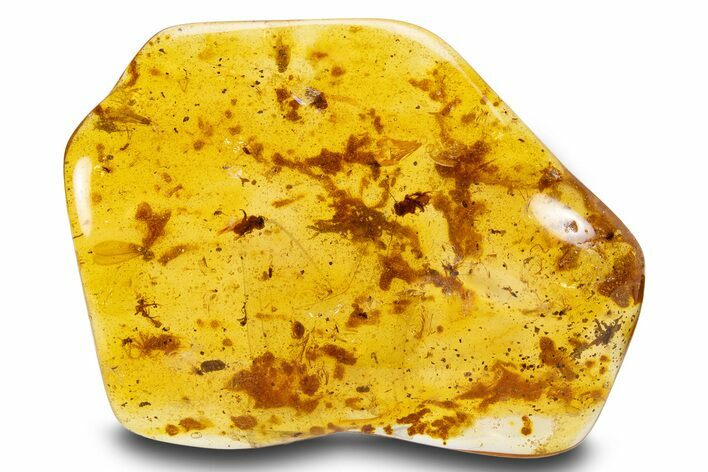 Polished Colombian Copal ( g) - Contains Three Bees! #301721